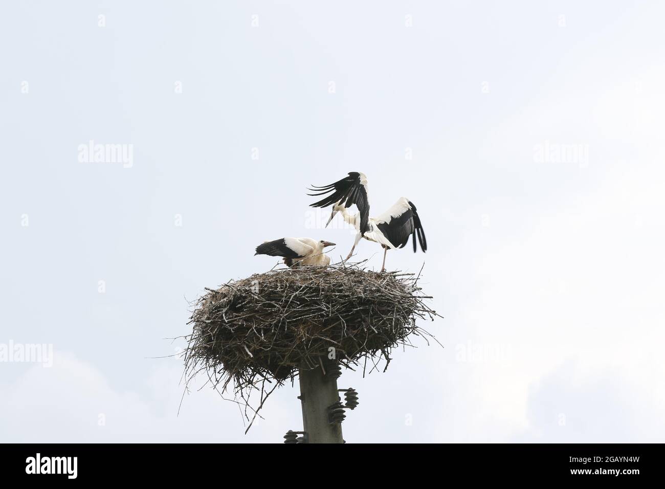 08/01/2021, Germany, Brandenburg, Ihlow ( Oberbarnim). Young storks landing in the stork's nest, Stock Photo