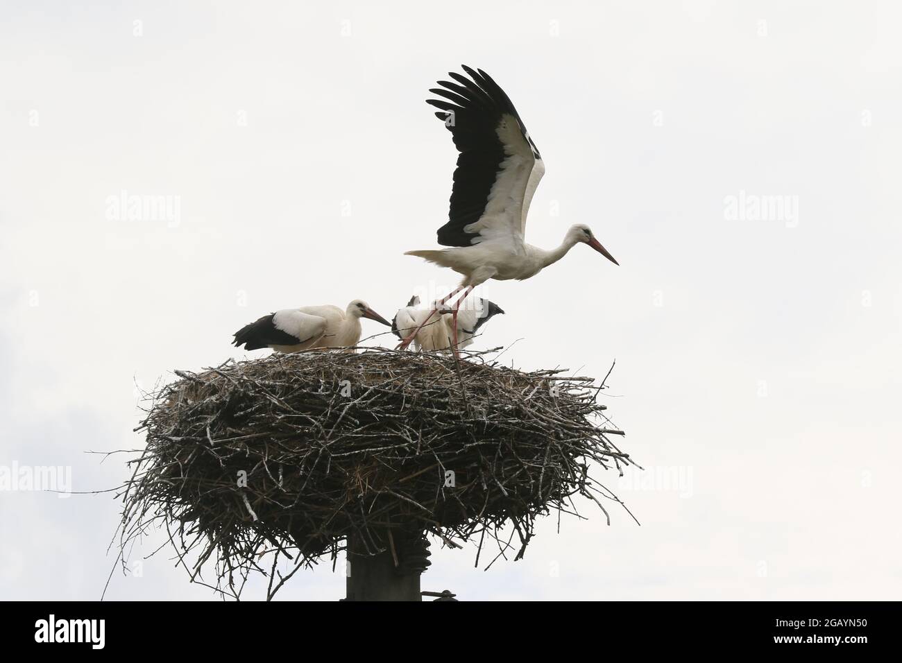 08/01/2021, Germany, Brandenburg, Ihlow ( Oberbarnim). Young storks feeding in stork nest. Stock Photo