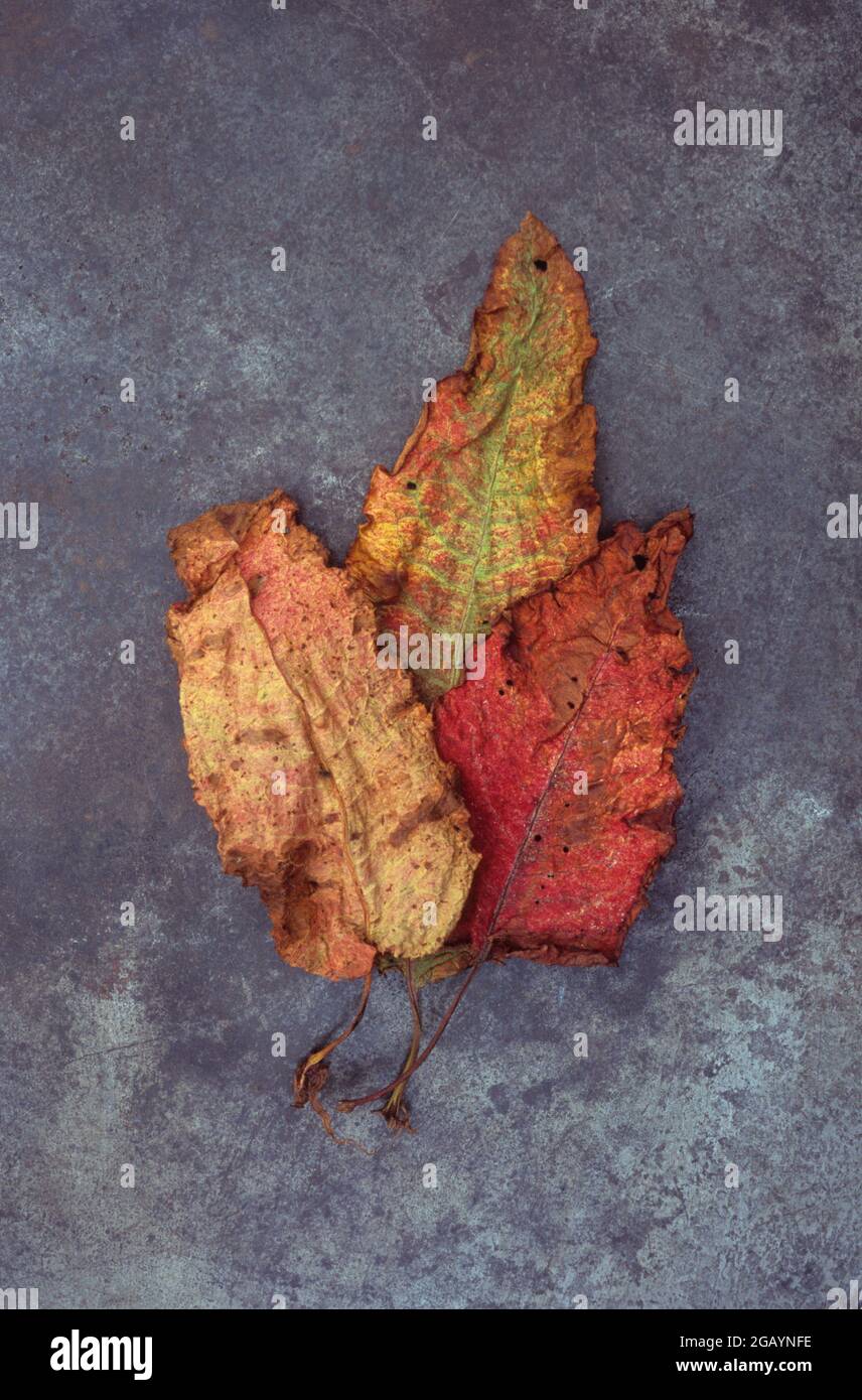 Three drying red and yellow autumnal leaves of Broad leaved dock or Rumex obtusifolius lying on tarnished metal Stock Photo