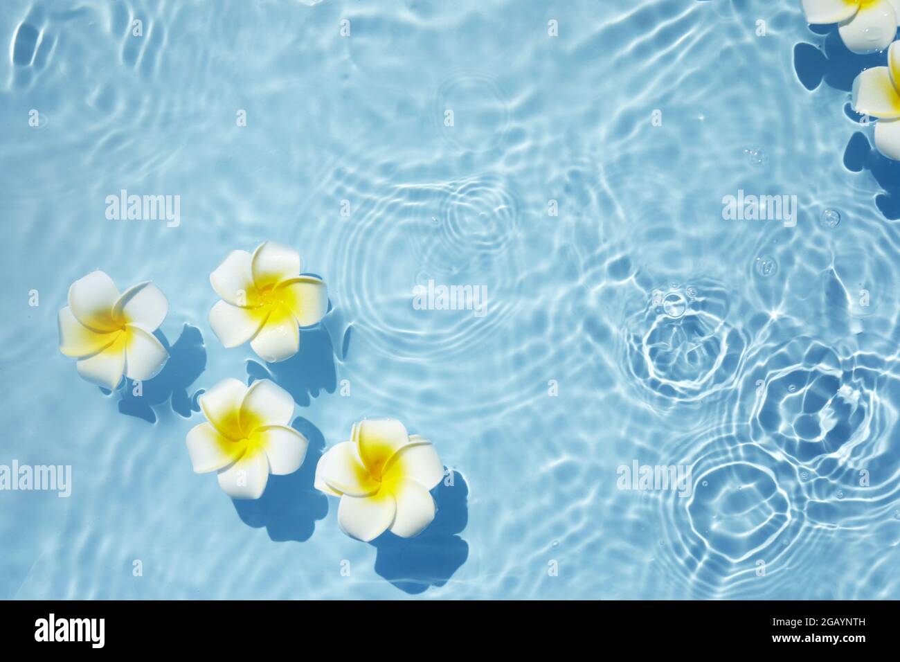 Top View Plumeria Or Frangipani On Surface Of Water Ripple Of Water And Shadow Of Flower Stock Photo Alamy Top View Plumeria Or Frangipani On Surface Of Water Ripple Of Water And Shadow Of Flower Stock Photo Alamy