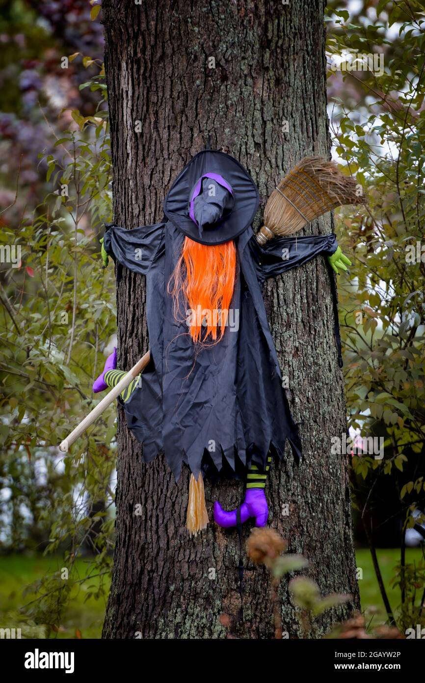 Witch smashed against a tree for Halloween Stock Photo