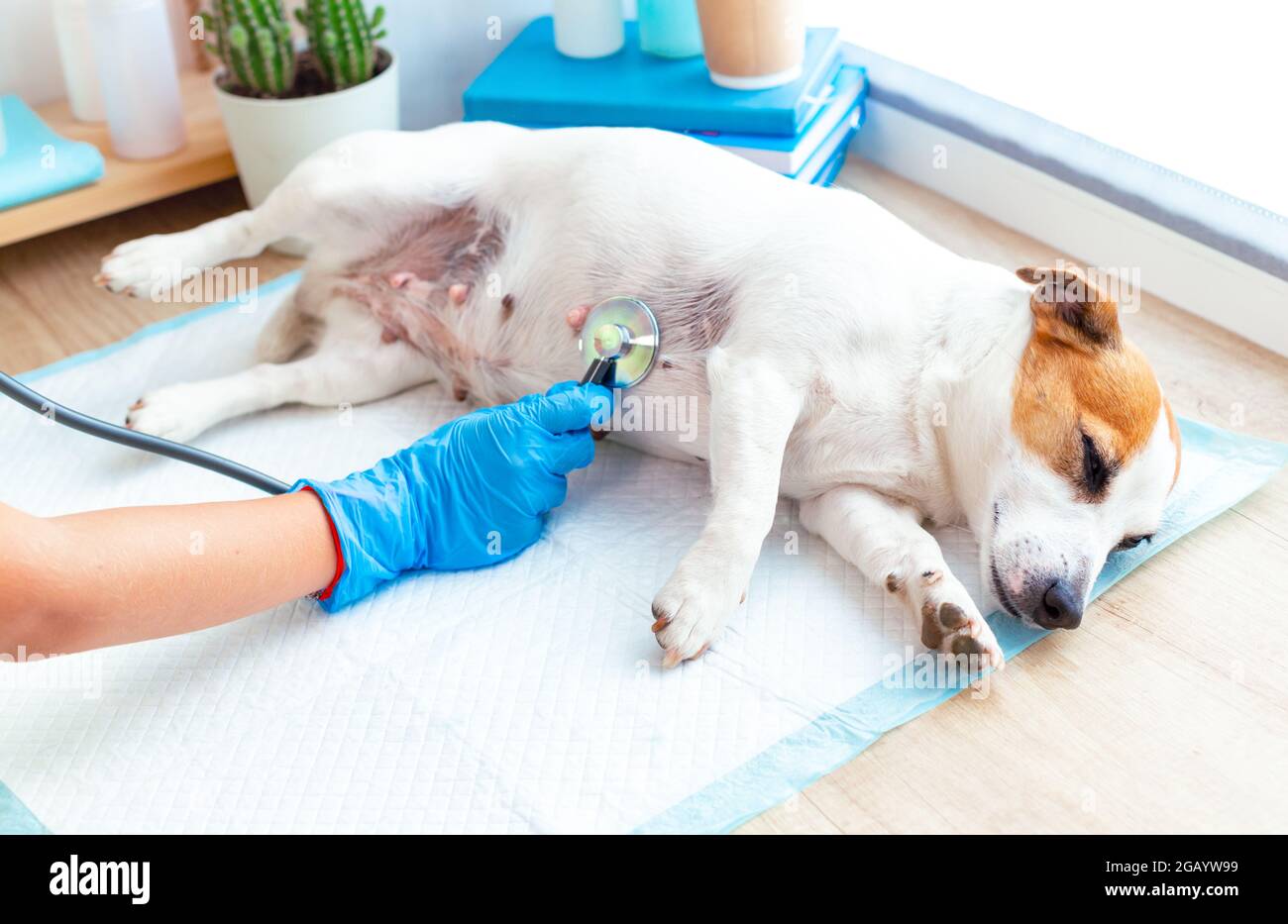 Veterinary postoperative care for pets. A vet doctor examines a dog Jack Russell Terrier lying