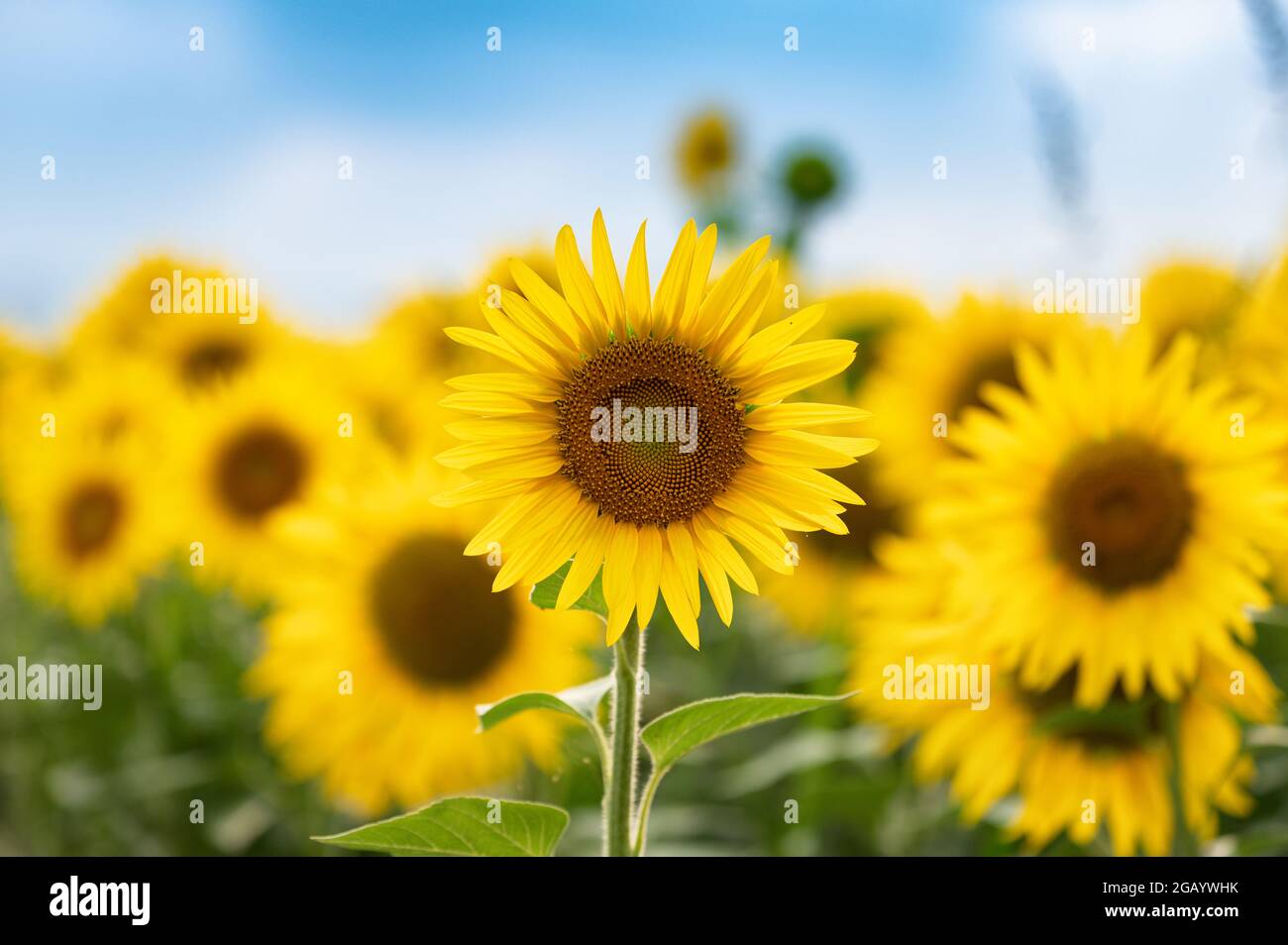 Field of sunflowers Stock Photo - Alamy