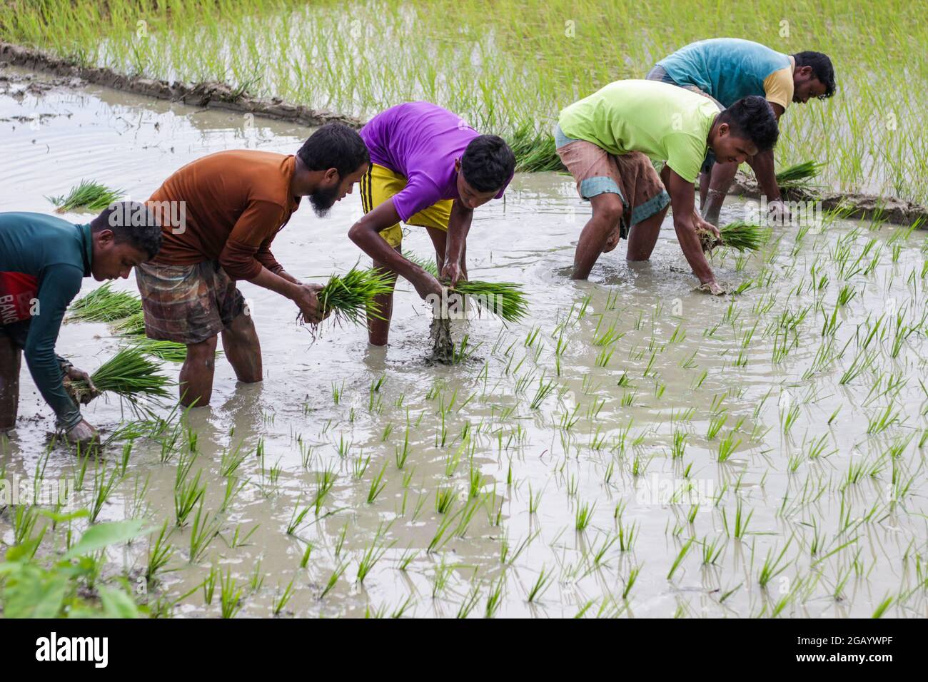 Rice production in bangladesh hi-res stock photography and images - Alamy