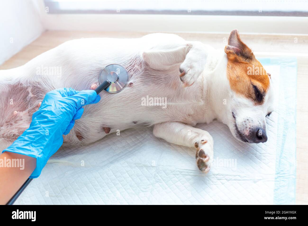 A vet doctor examines a dog Jack Russell Terrier lying under anesthesia on a disposable diaper