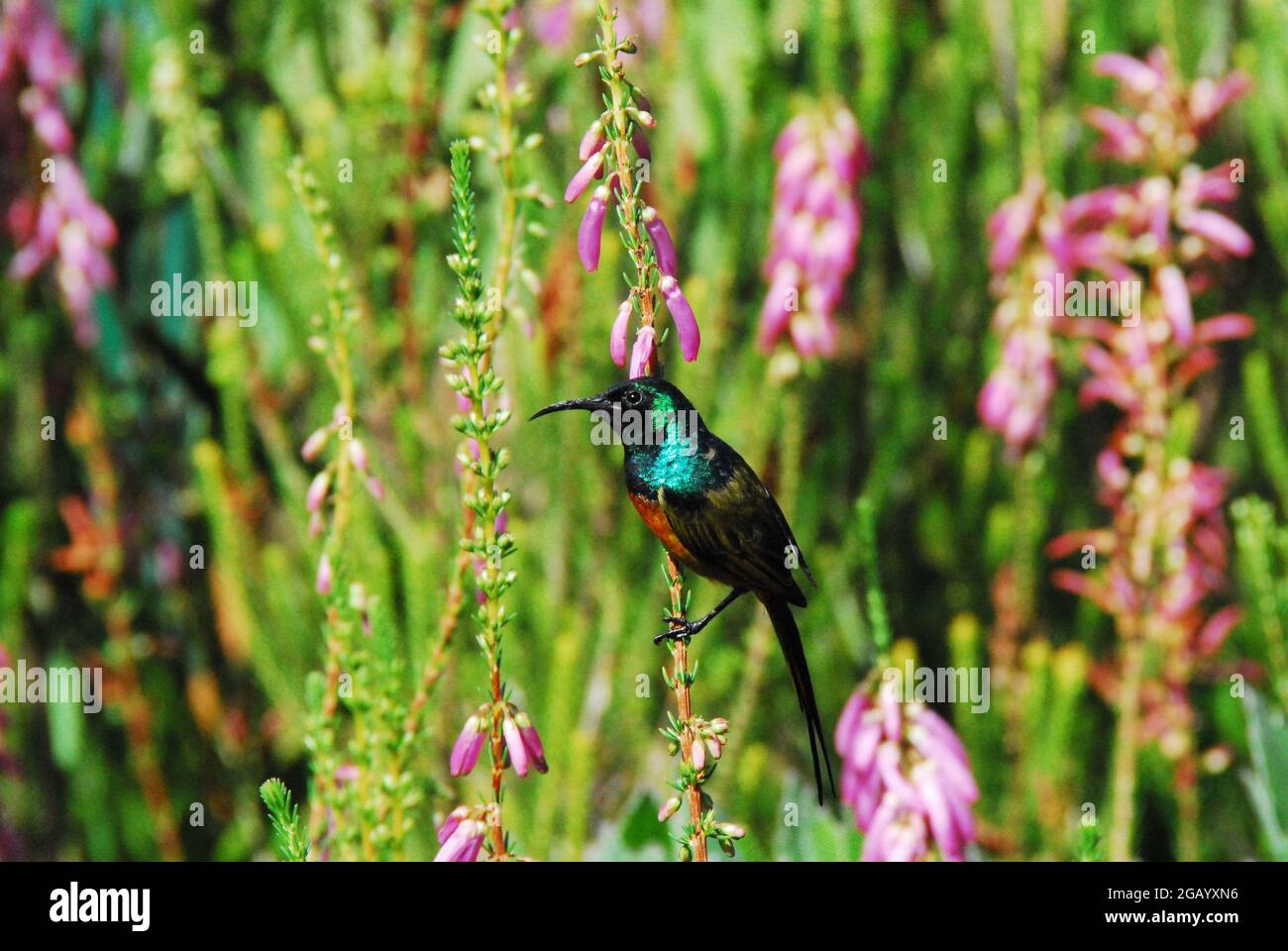 Close up of a wild, tiny colorful Marico Sunbird, perched on beautiful flowers.  Shot in the Kirstenbosch Gardens in South Africa. Stock Photo