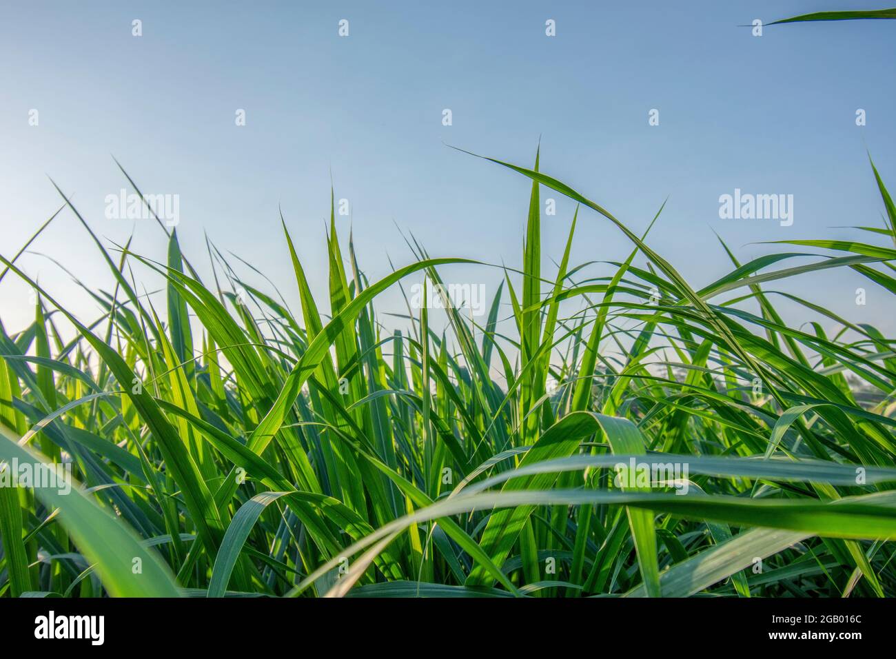 Fresh green grass background in sunny summer day Stock Photo - Alamy