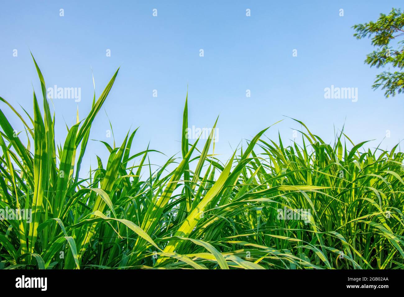 Fresh green grass background in sunny summer day Stock Photo - Alamy