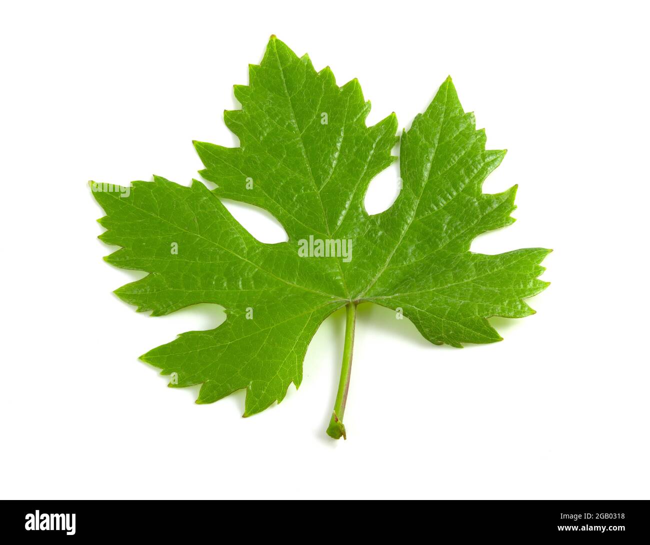 Grape leaf isolated on white background Stock Photo