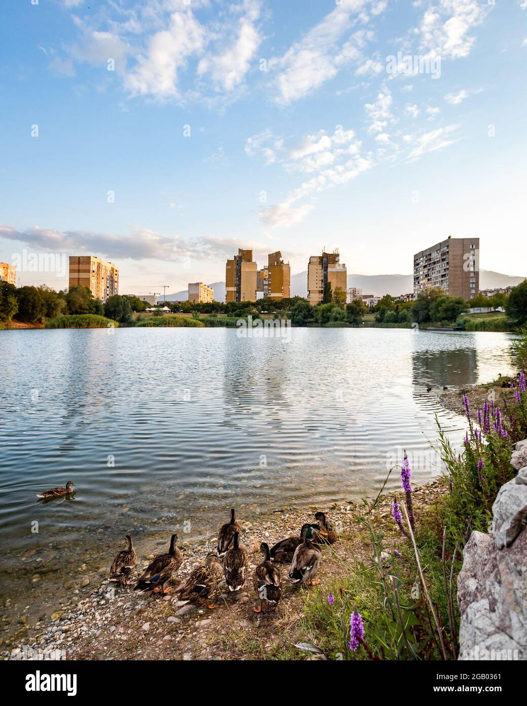 Ducks waddling along the side of the lake in the residential district of  Drujba in Sofia, Bulgaria. Apartment buildings and the outline of Vitosha  mou Stock Photo - Alamy