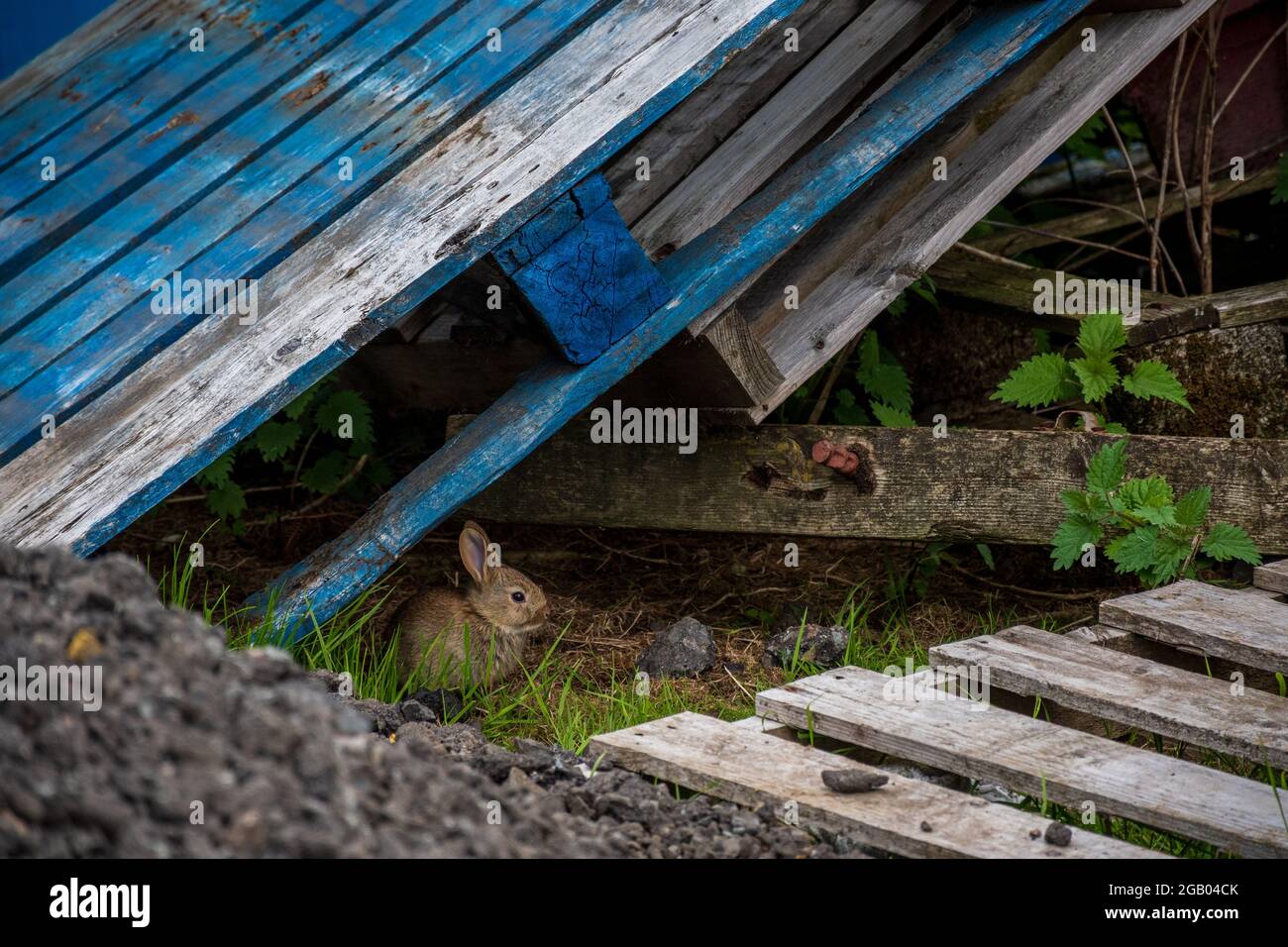 Baby wild rabbit hi-res stock photography and images - Alamy