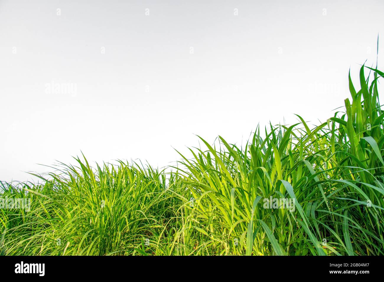 Fresh green grass background in sunny summer day Stock Photo - Alamy