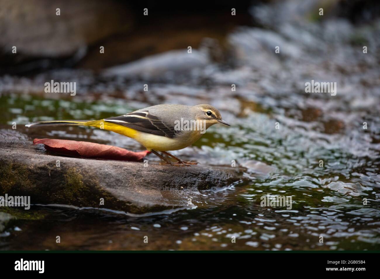 British garden insects hi-res stock photography and images - Alamy