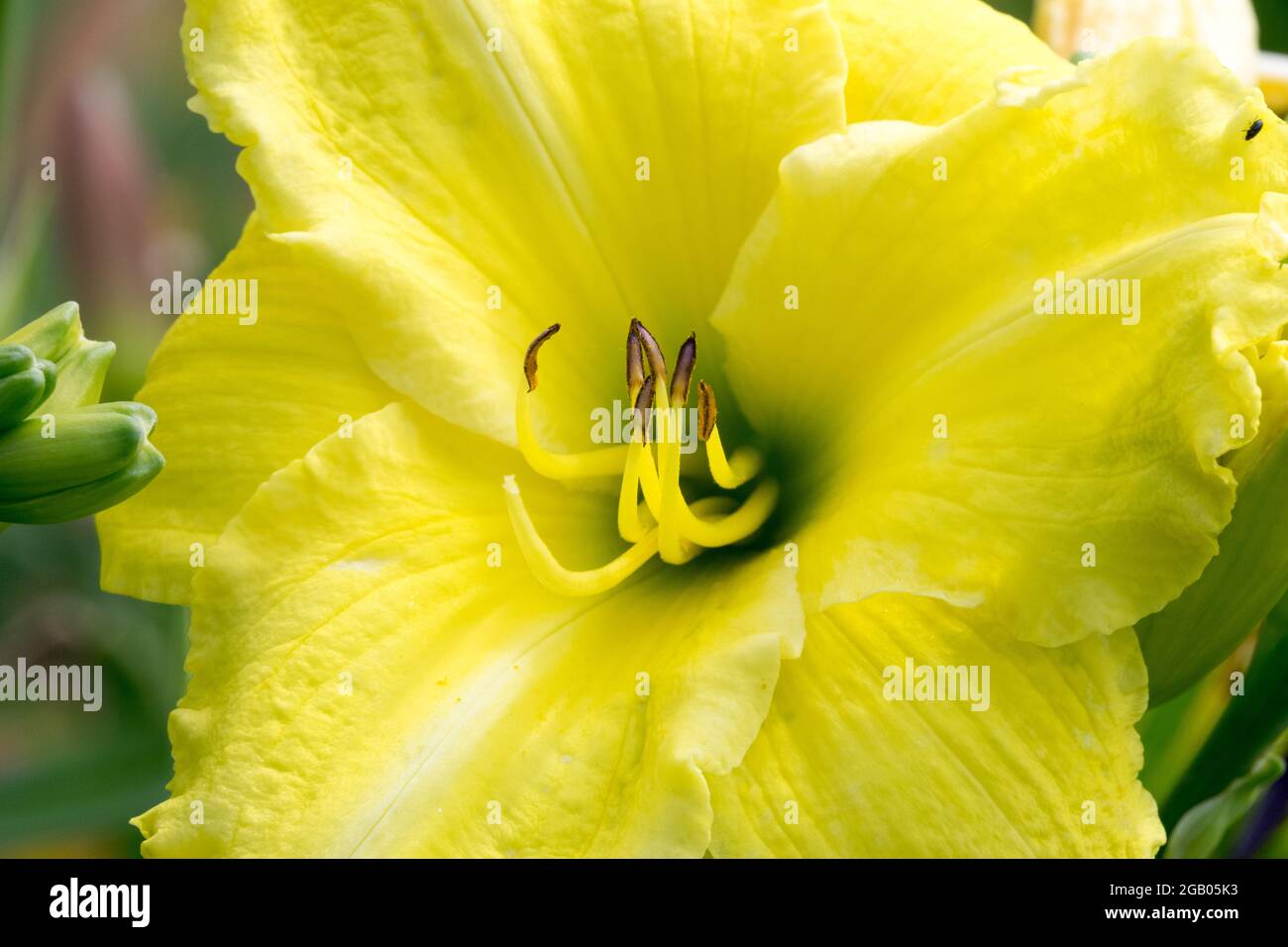 Daylily yellow Hemerocallis 'Imperial Lemon' Stock Photo