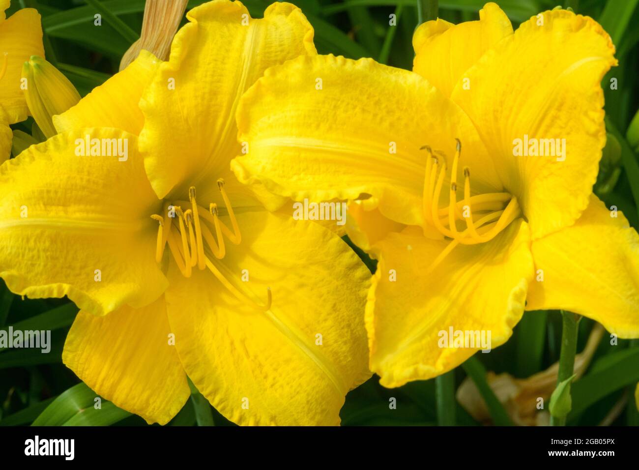 Daylily yellow Hemerocallis 'Sunray Venus' Yellow Daylilies Stock Photo