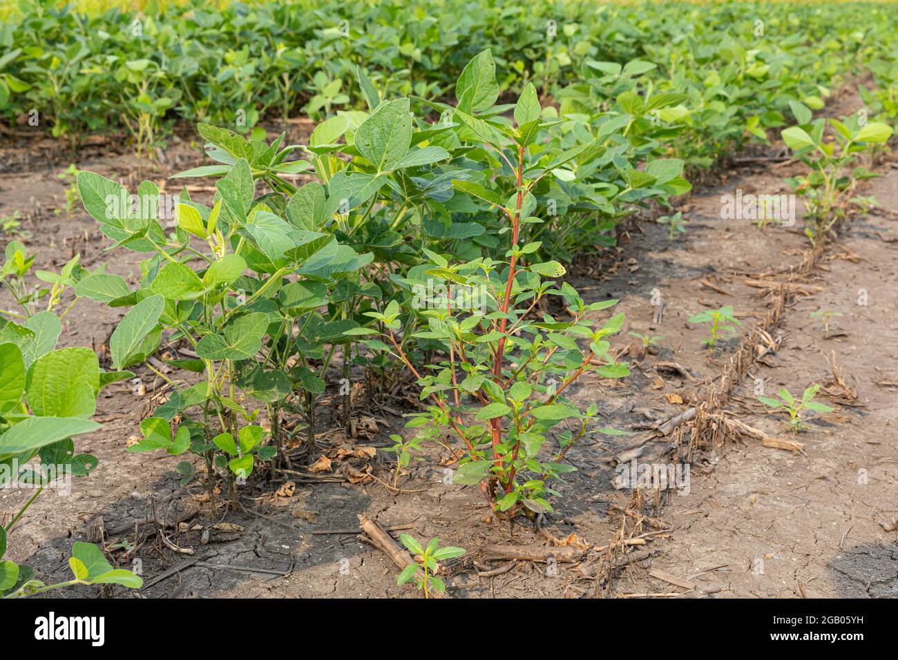 Waterhemp weed growing in soybean field. Weed control, management and herbicide resistance concept. Stock Photo