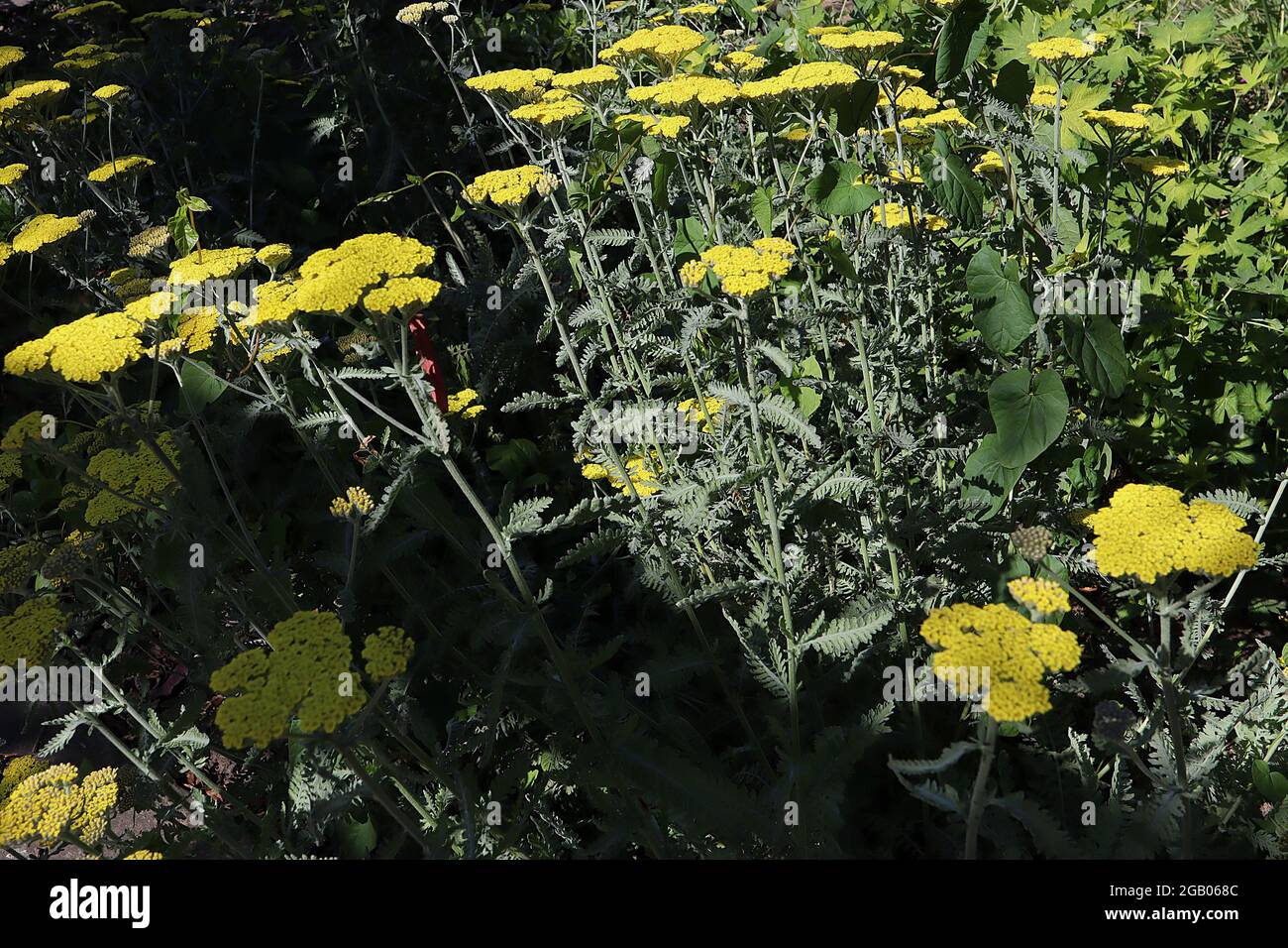 Achillea millefolium ‘Coronation Gold’ yarrow Coronation Gold – dense flat flower heads of tiny yellow flowers and ferny grey green leaves,  June, UK Stock Photo