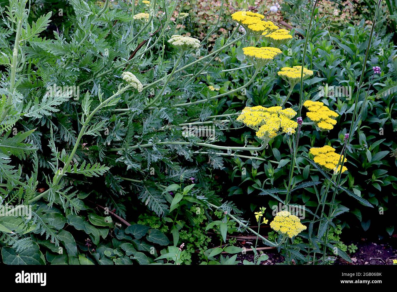 Achillea millefolium ‘Coronation Gold’ yarrow Coronation Gold – dense flat flower heads of tiny yellow flowers and ferny grey green leaves,  June, UK Stock Photo