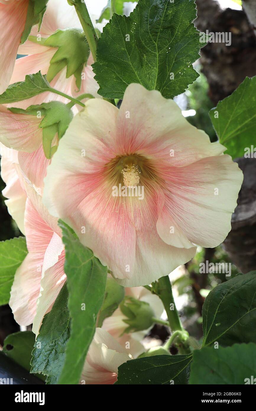 Alcea rosea ‘Indian Spring’  hollyhock Indian Spring – single funnel-shaped light peach flowers with pink halo and creased ruffled petals,  June, UK Stock Photo