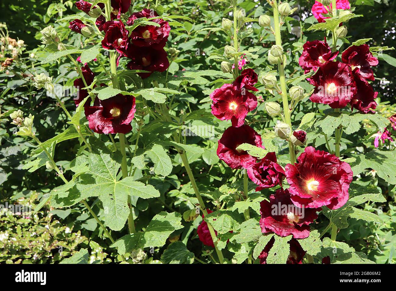 Alcea rosea subsp ficifolia ‘Creme de Cassis’ hollyhock Crème de Cassis – single deep red funnel-shaped flowers with maroon centre and lobed leaves Stock Photo