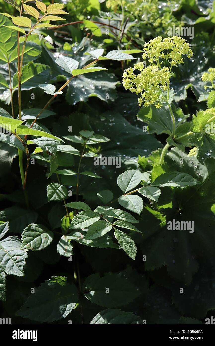 Alchemilla mollis garden ladys mantle – sprays of tiny lime green flowers and large round leaves,  June, England, UK Stock Photo