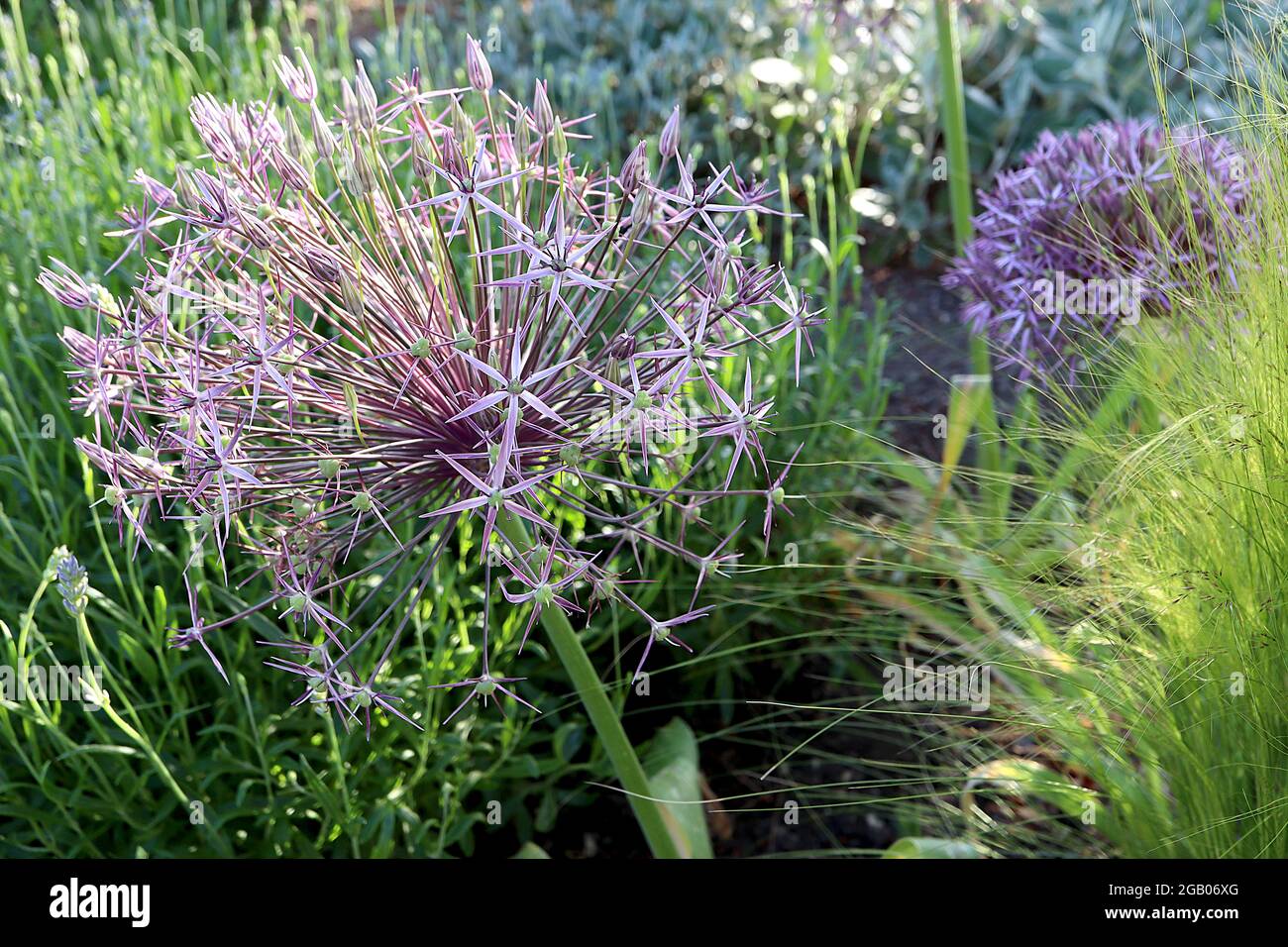 Allium x christophii ‘Purple Rain’ Allium Purple Rain - spherical umbel of narrow purple star-shaped flowers on tall stem,  June, England, UK Stock Photo