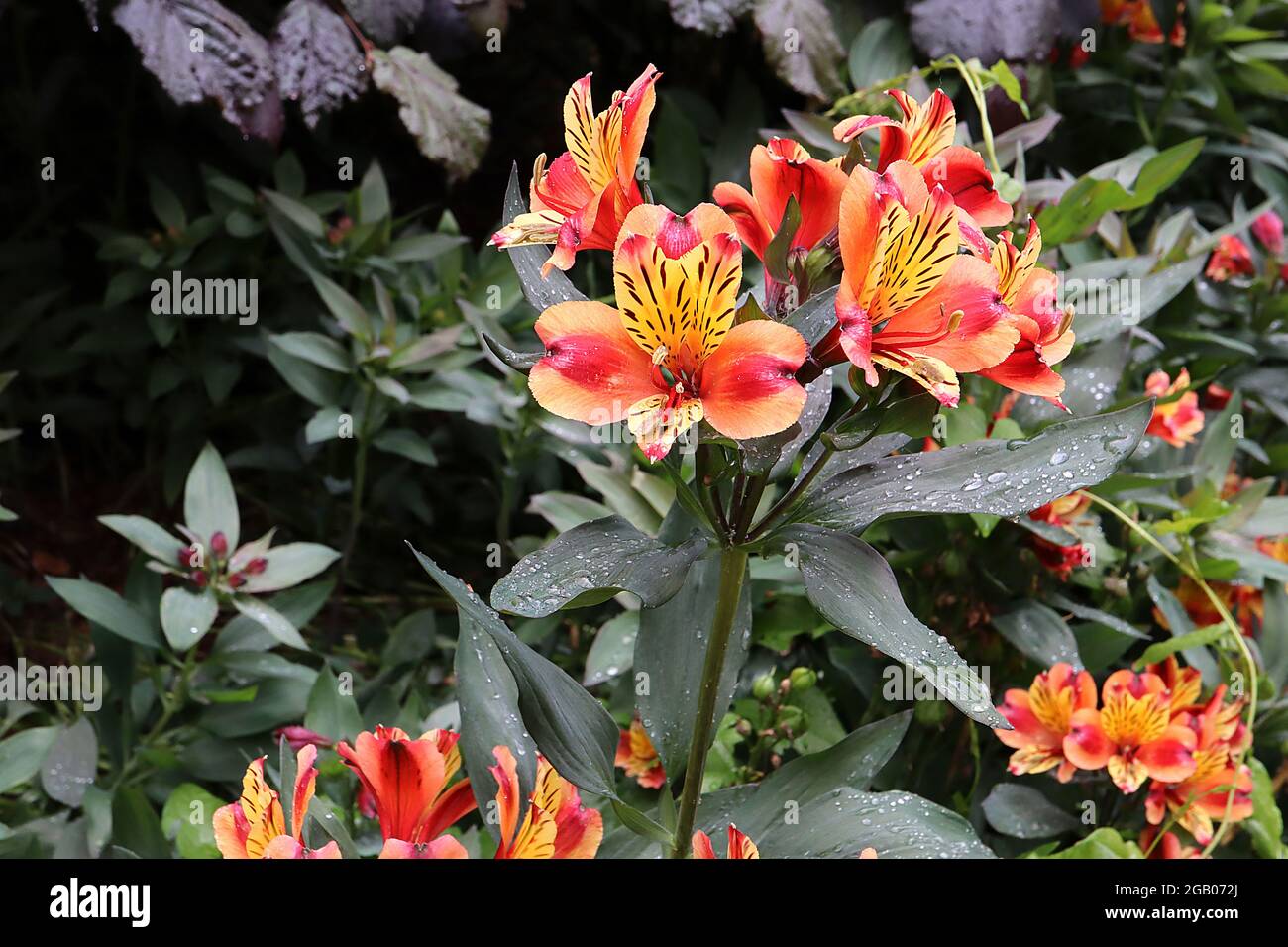 Alstroemeria ‘Indian Summer’ Peruvian lily Indian Summer – orange funnel-shaped flowers with yellow wash, deep pink stripes and brown flecks,  June,UK Stock Photo