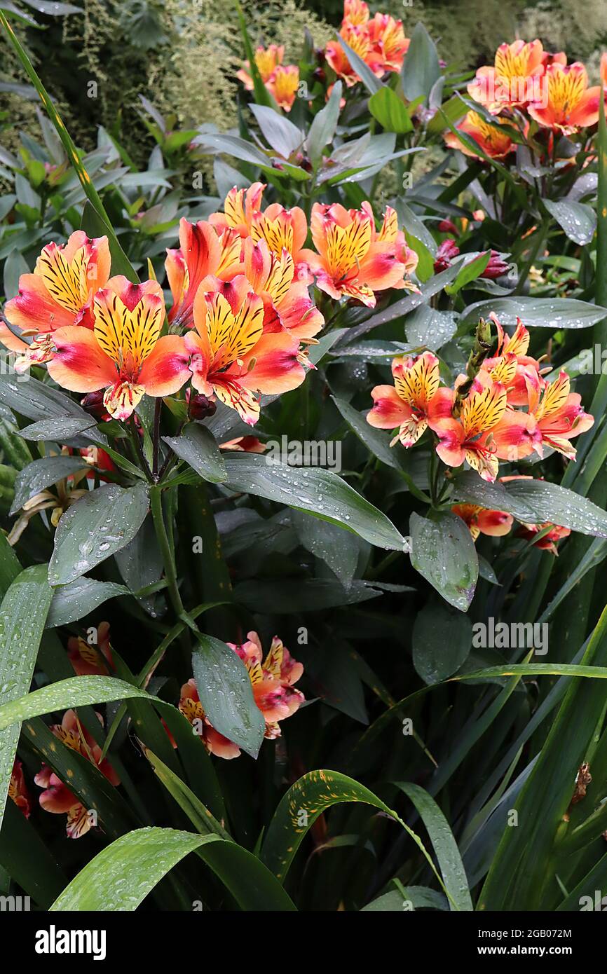 Alstroemeria ‘Indian Summer’ Peruvian lily Indian Summer – orange funnel-shaped flowers with yellow wash, deep pink stripes and brown flecks,  June,UK Stock Photo