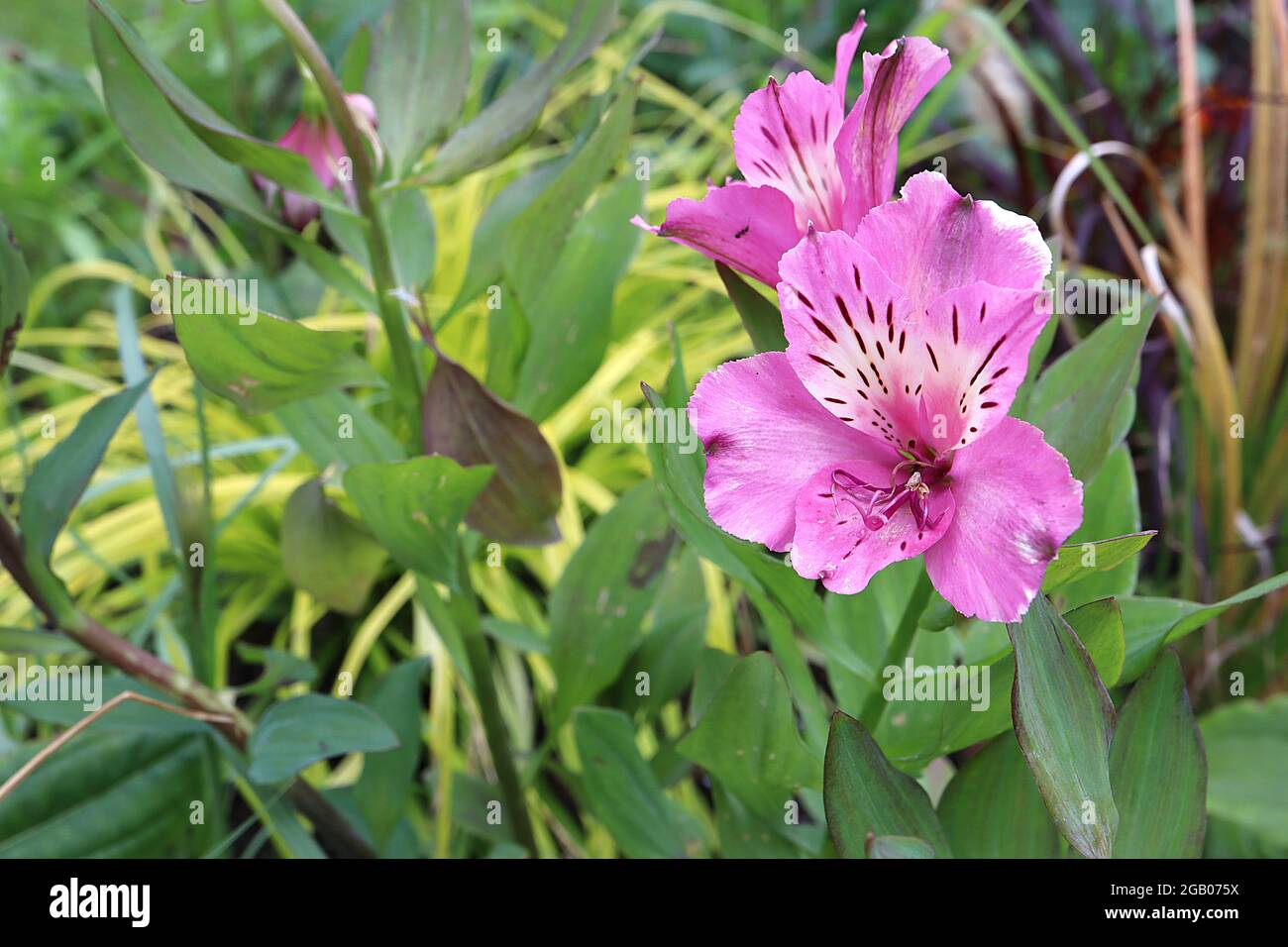 Alstroemeria ‘Summer Saint’ Peruvian lily Summer Saint – deep pink funnel-shaped flowers with white halo and brown flecks,  June, England, UK Stock Photo