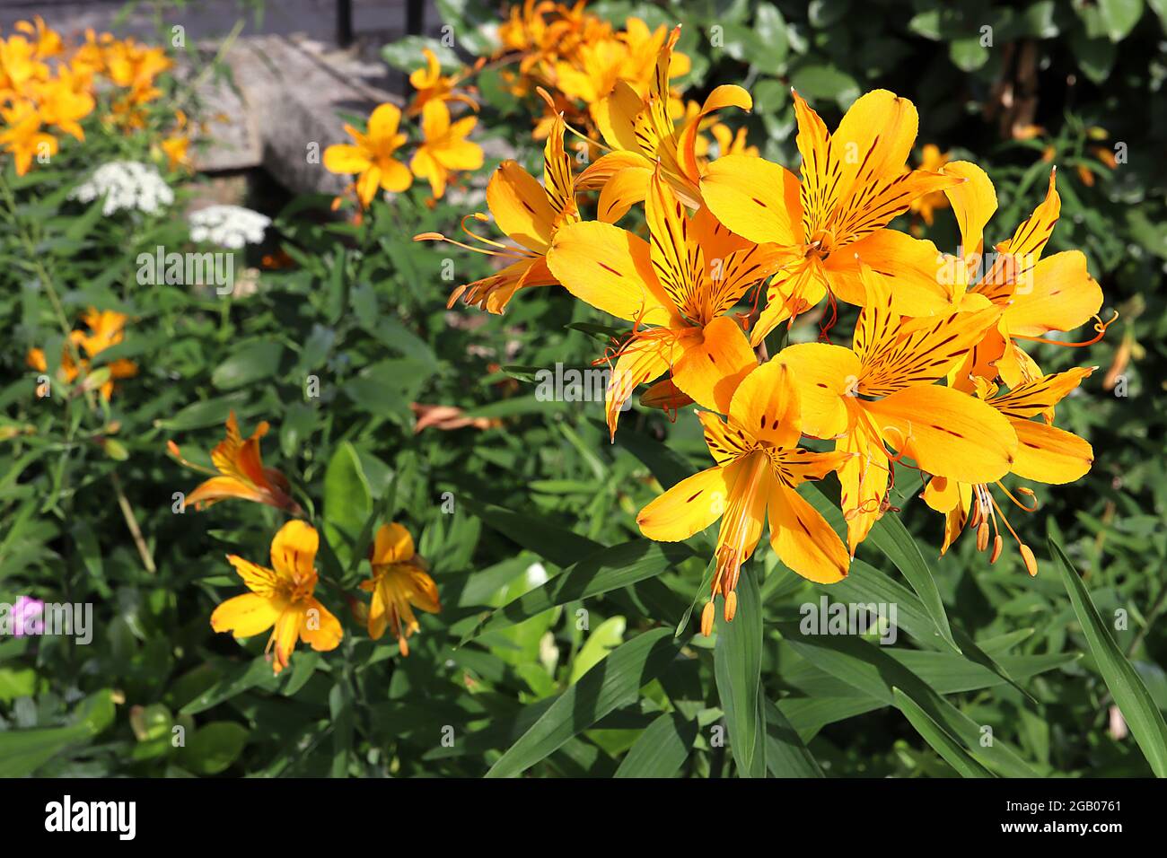 Alstroemeria Sussex Gold Peruvian lily ‘Sussex Gold’ – golden yellow funnel-shaped flowers with brown flecks,  June, England, UK Stock Photo