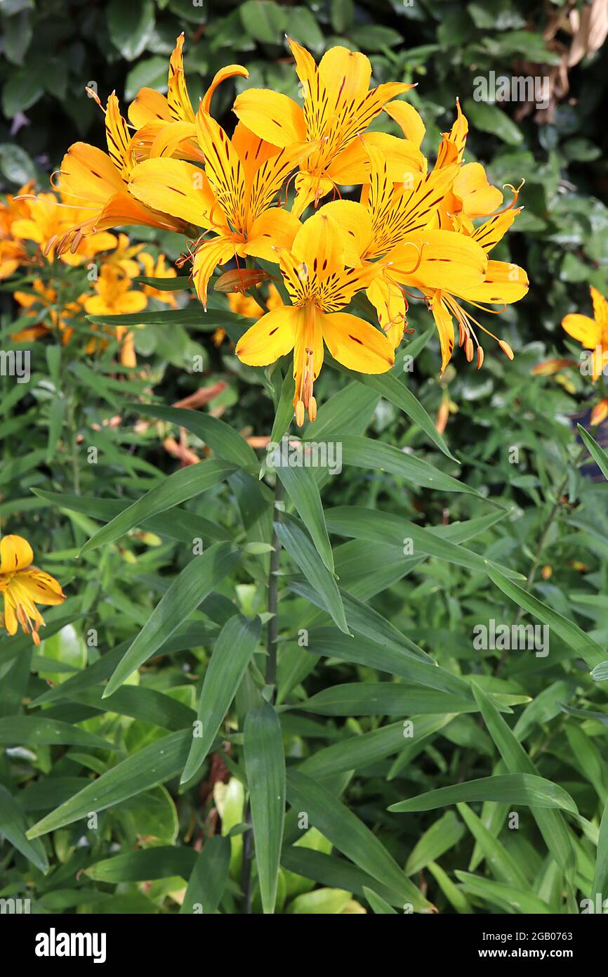 Alstroemeria Sussex Gold Peruvian lily ‘Sussex Gold’ – golden yellow funnel-shaped flowers with brown flecks,  June, England, UK Stock Photo