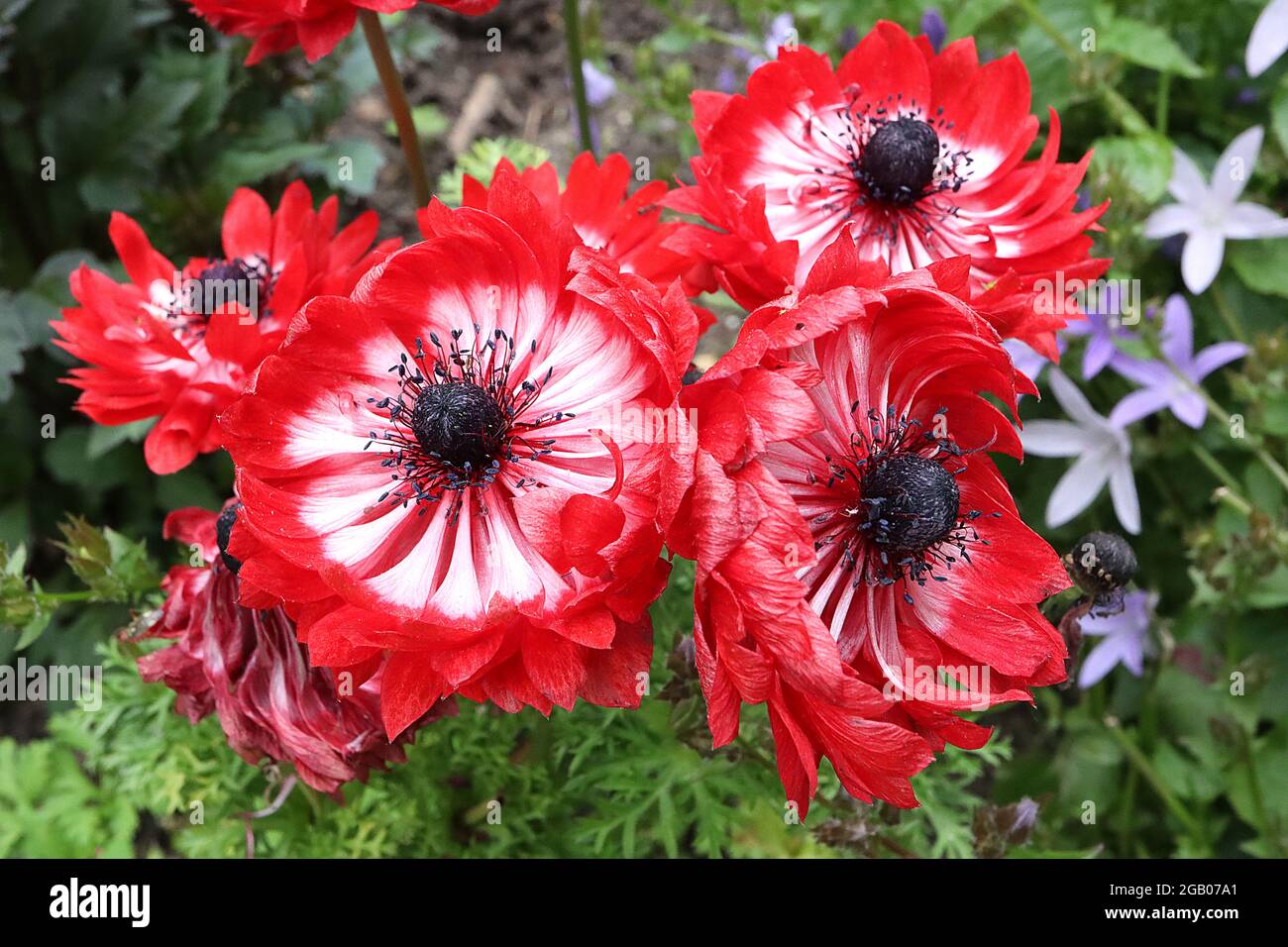 Red flowers with black centre hi res stock photography and images