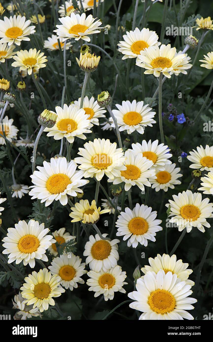 Anthemis tinctoria ‘Sauce Hollandaise’ Dyer’s chamomile Sauce Hollandaise – white and cream flowers with yellow centre,  June, England, UK Stock Photo
