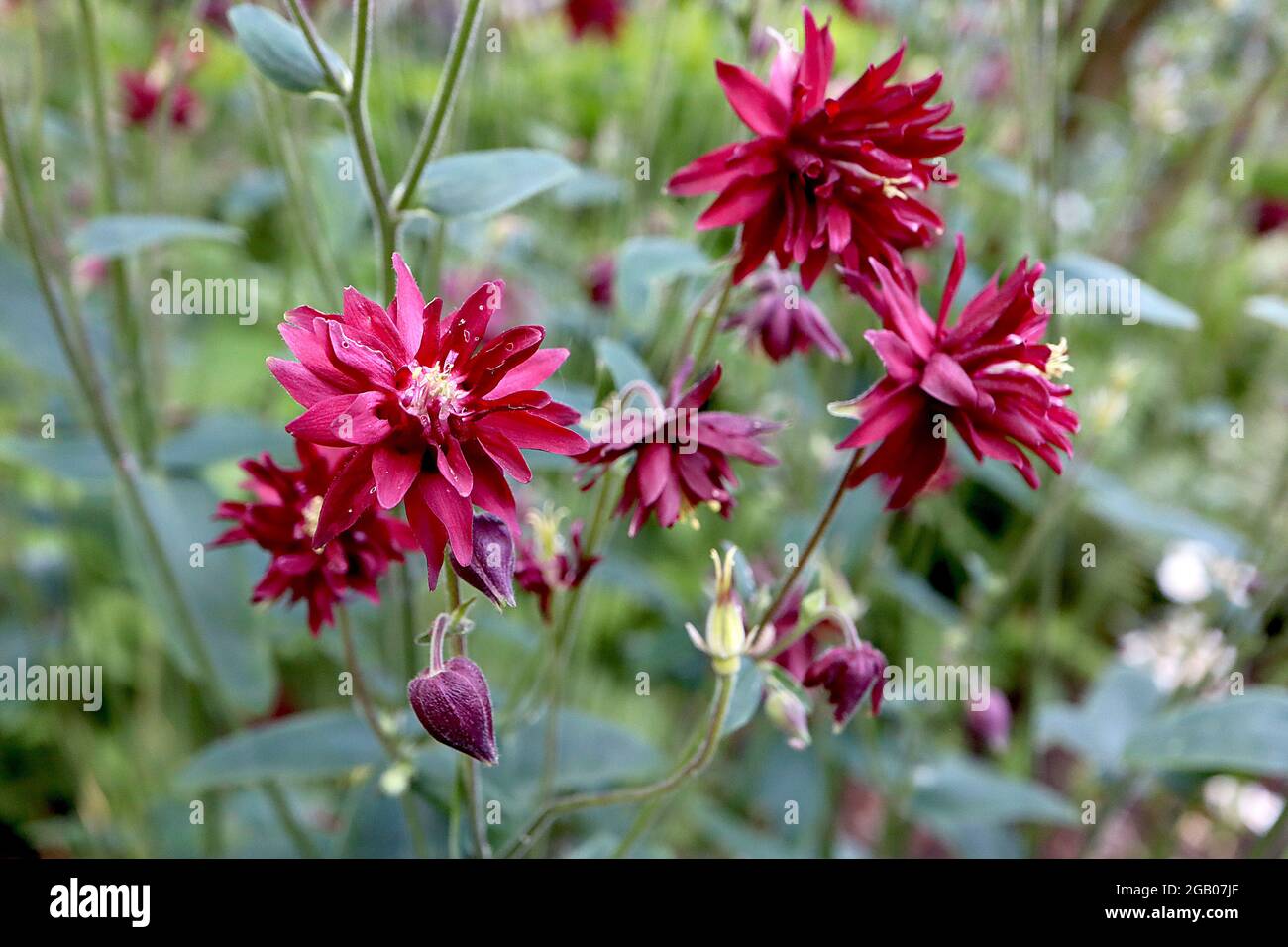 Aquilegia vulgaris var. stellata ‘Bordeaux Barlow’ Columbine / Granny’s bonnet Bordeaux Barlow - spurless double deep red flowers, June, England, UK Stock Photo