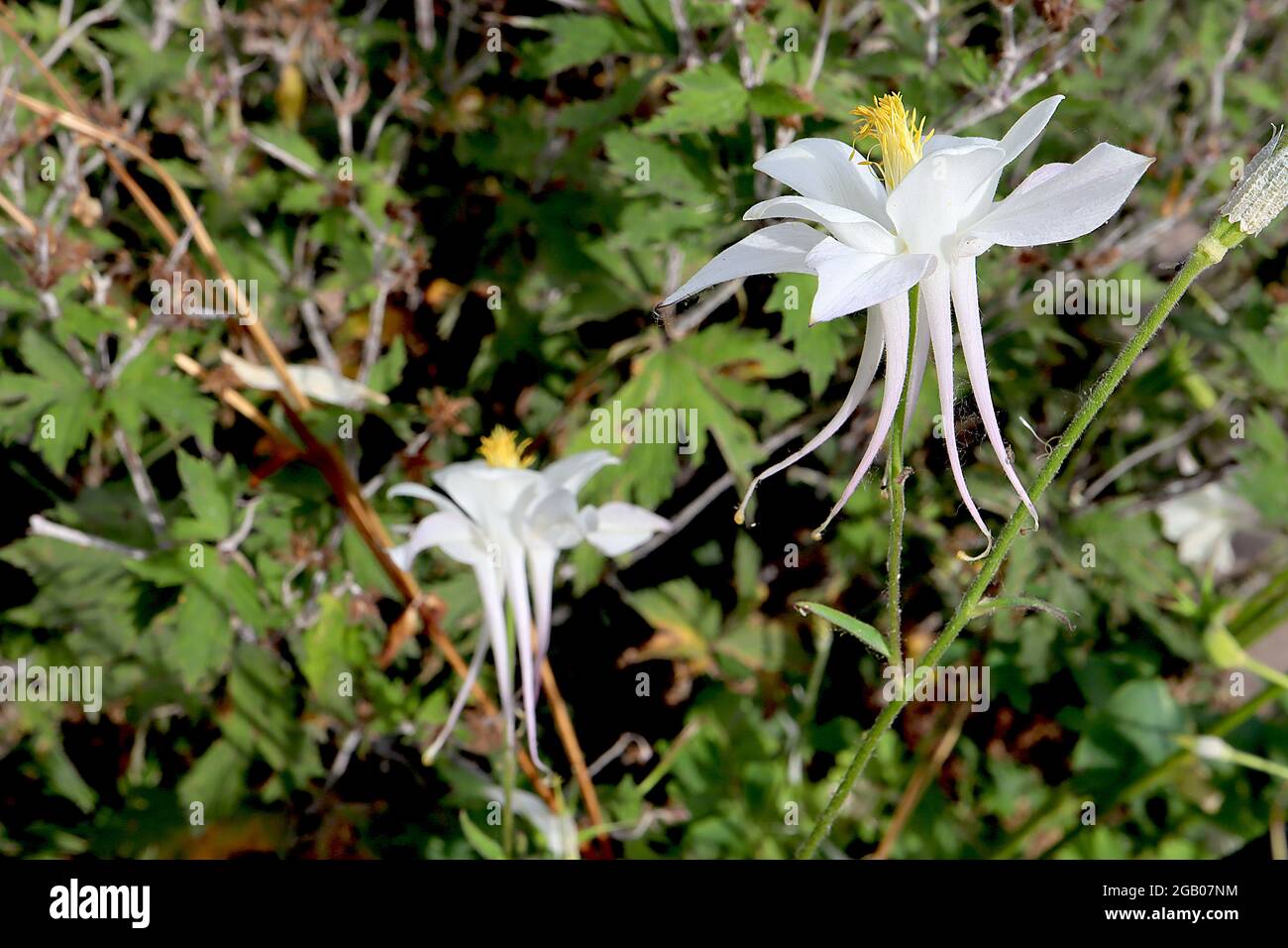 Aquilegia vulgaris ‘Crystal Star’ Columbine / Granny’s bonnet Crystal Star – white flowers with white flared sepals and straight yellow-tipped spurs Stock Photo