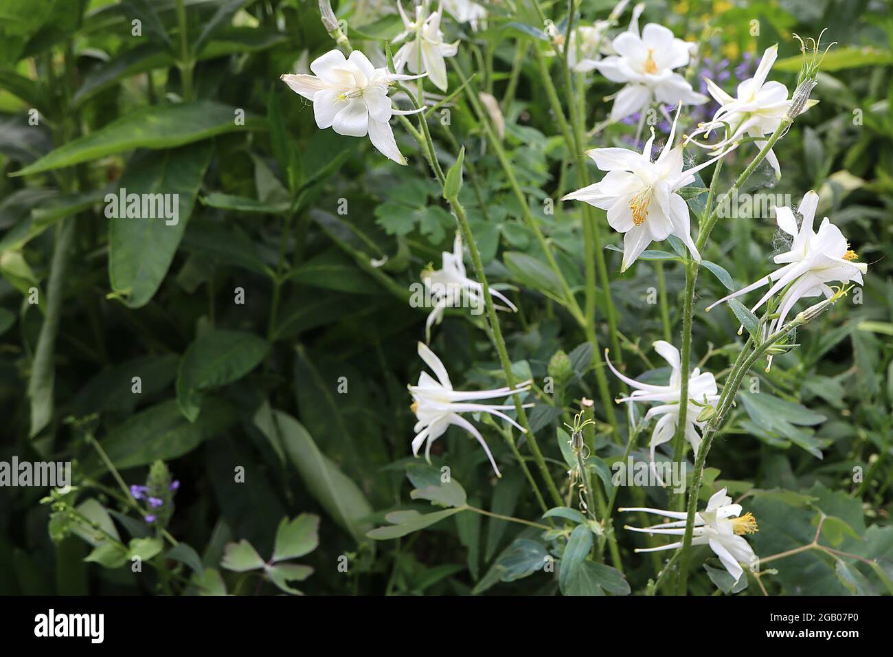 Aquilegia vulgaris ‘Crystal Star’ Columbine / Granny’s bonnet Crystal Star – white flowers with white flared sepals and straight yellow-tipped spurs Stock Photo