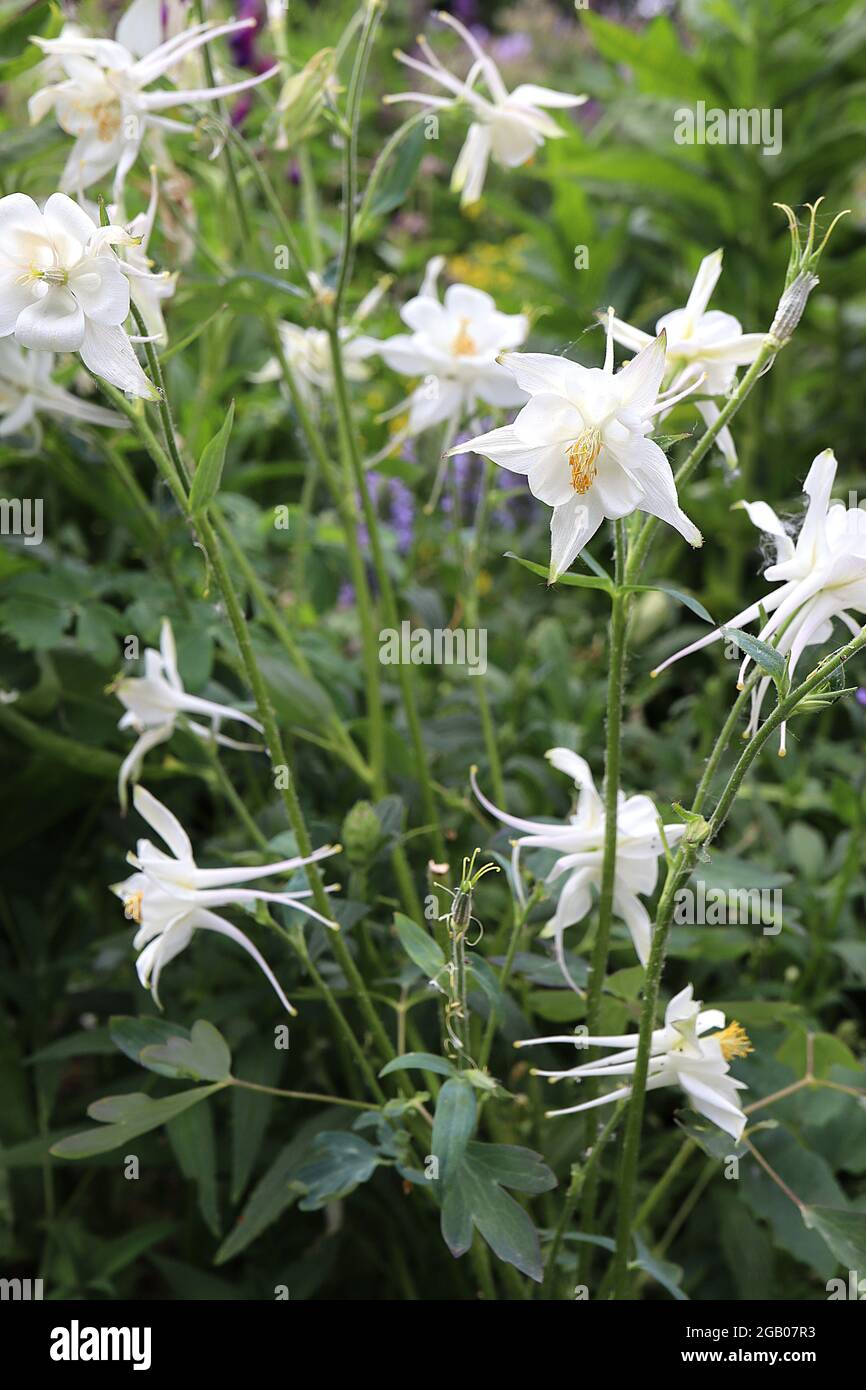 Aquilegia vulgaris ‘Crystal Star’ Columbine / Granny’s bonnet Crystal Star – white flowers with white flared sepals and straight yellow-tipped spurs Stock Photo