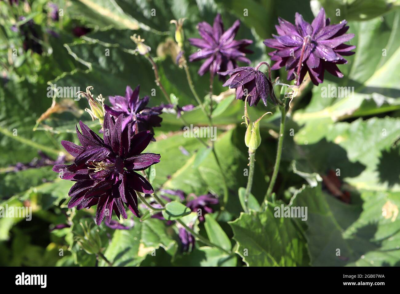Aquilegia vulgaris var stellata ‘Black Barlow’ Columbine / Granny’s bonnet Black Barlow - spurless double deep purple flowers, June, England, UK Stock Photo