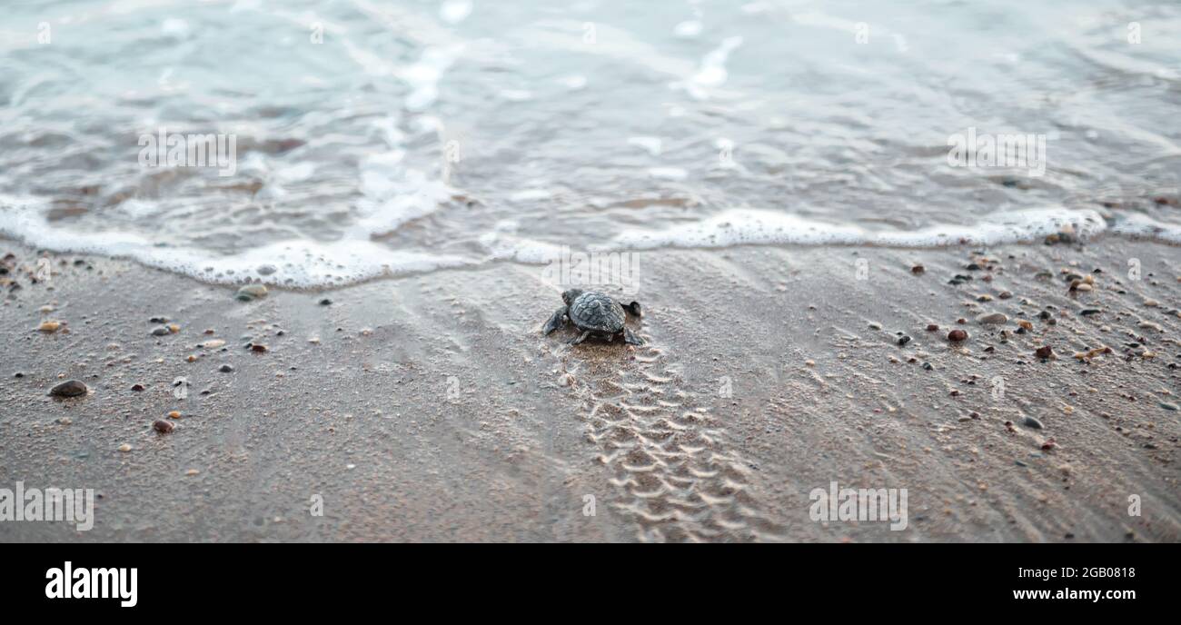 Tiny sea turtle baby looking at the waves on a beach, flippers tracks on wet sand Stock Photo
