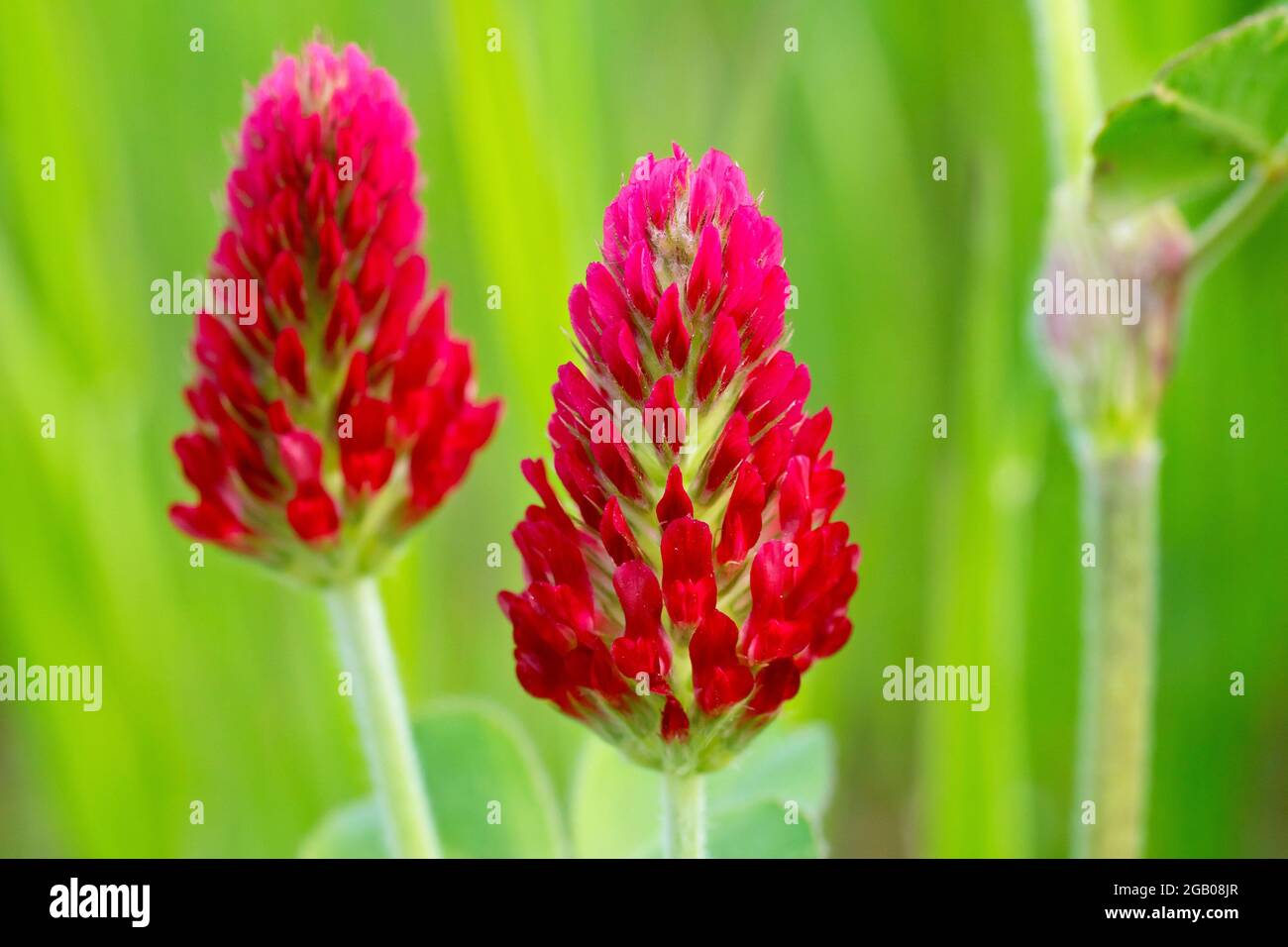 Crimson Clover (trifolium incarnatum), widely planted as green manure in agriculture, close up of two flowerheads isolated against a green background. Stock Photo