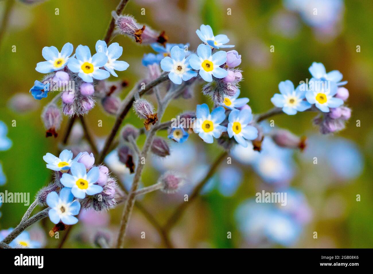 Field Forget-me-not (myosotis Arvensis), Close Up Of A Tangled Mass Of ...