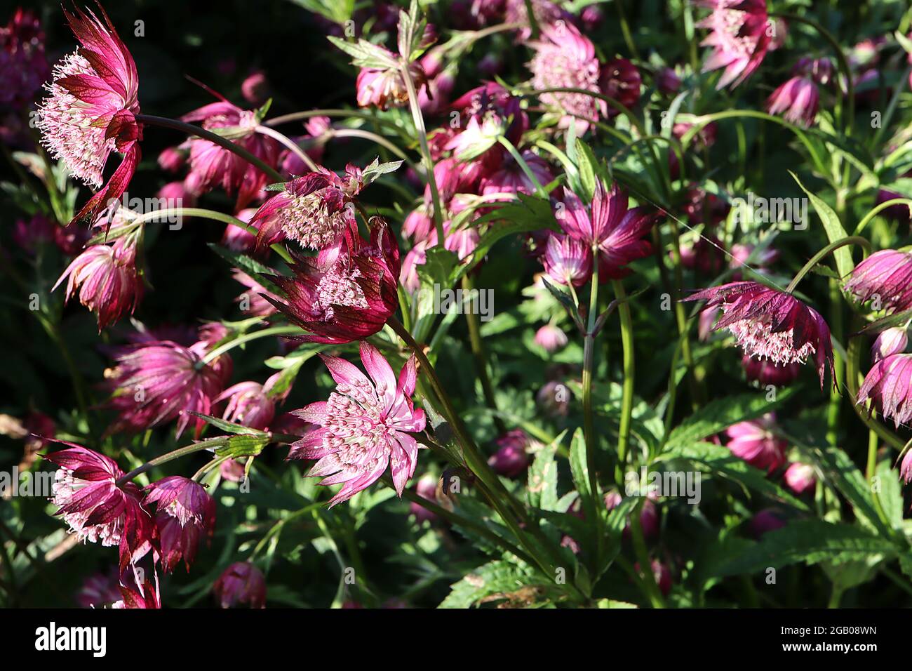 Astrantia major ‘Claret’ masterwort Claret – white tubular flowers with deep pink bracts,  June, England, UK Stock Photo