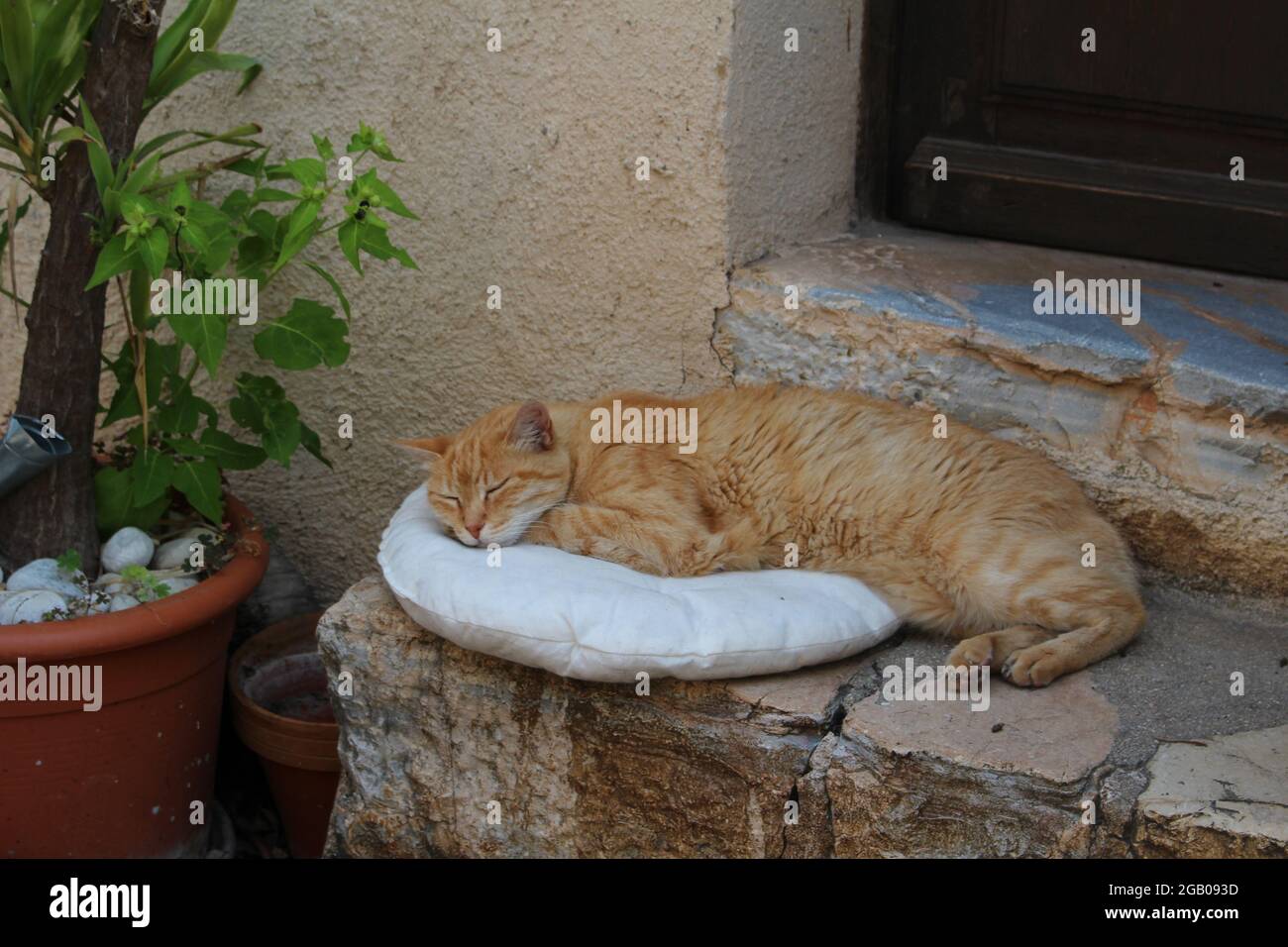 Cat sleeping on stone step Stock Photo