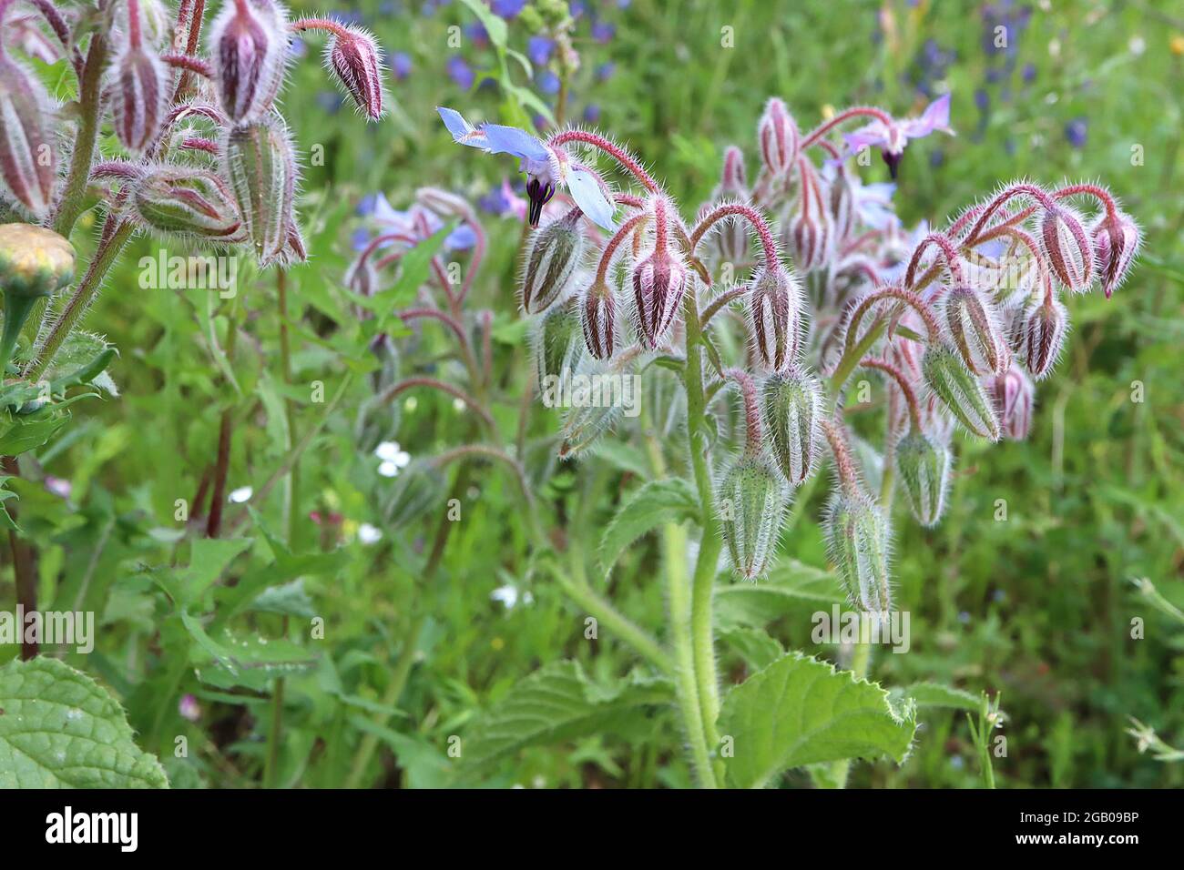 Borago officinalis  Borage – cymes of bright blue flowers and very hairy stems,  June, England, UK Stock Photo