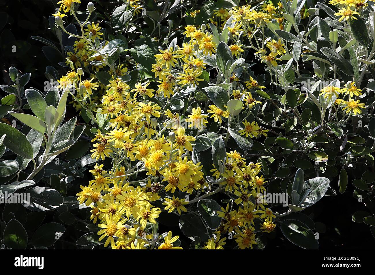 Brachyglottis / Senecio greyi ‘Sunshine’ Daisy bush yellow daisies and silver green leaves