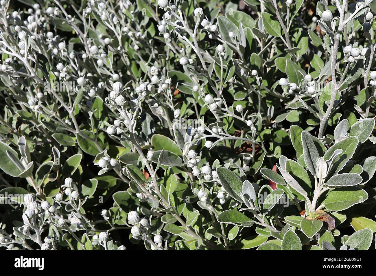 Brachyglottis / Senecio greyi ‘Sunshine’ Daisy bush – silver flower buds and silver green leaves, June, England, UK Stock Photo
