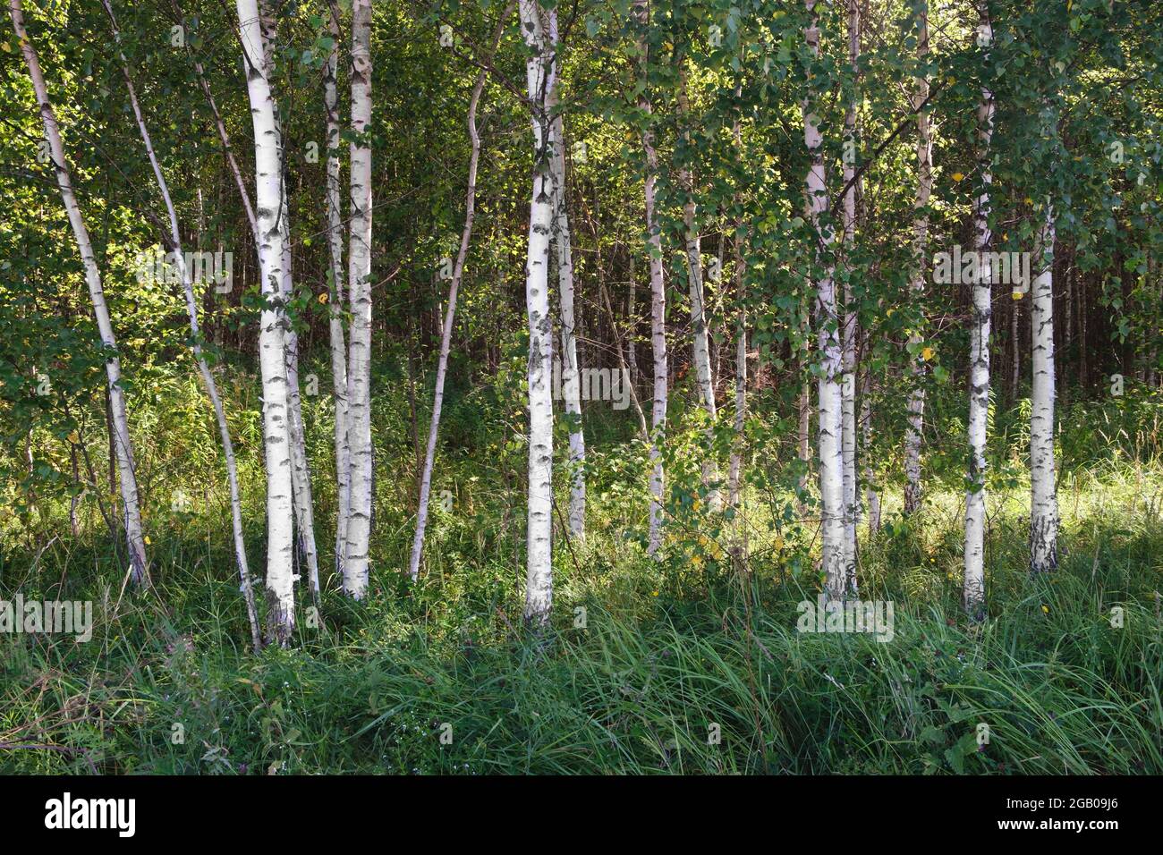 Silver birch trees sun summer hi-res stock photography and images - Alamy