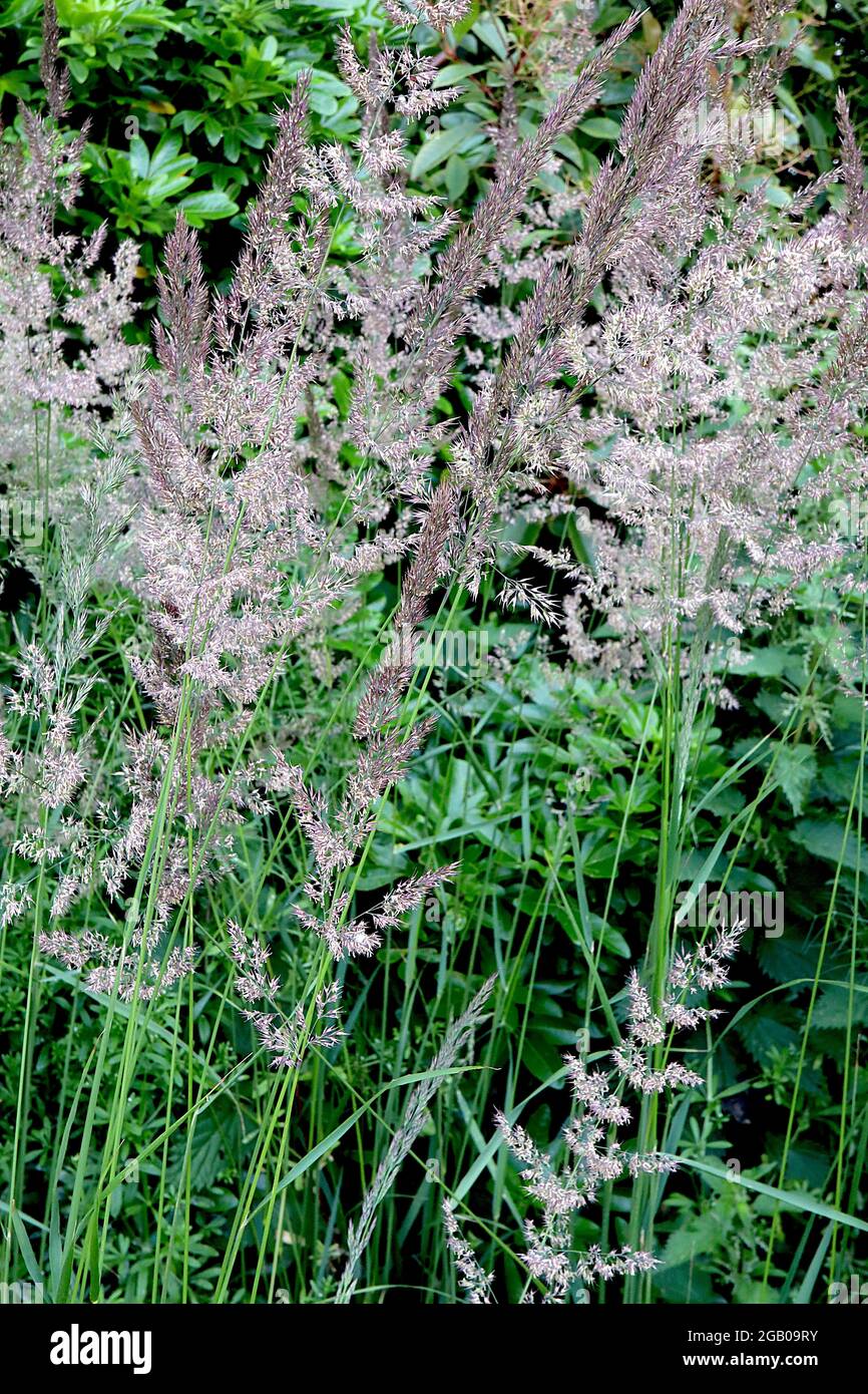Calamagrostis purpurea  Scandinavian small reed – ornamental grass of purple and light brown feathery flower plumes on tall stems,  June, England, UK Stock Photo