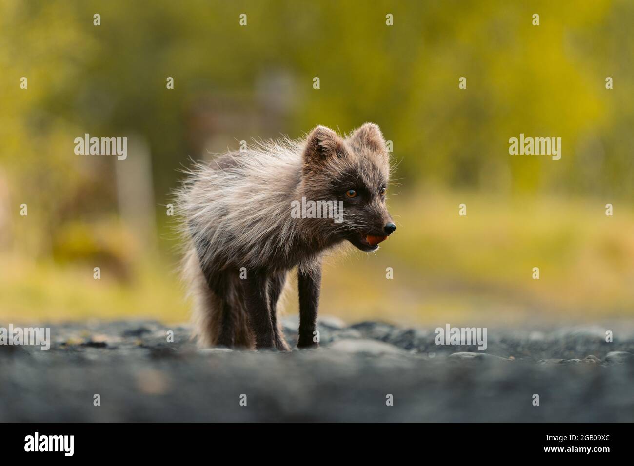 Arctic fox in Iceland. Portrait photo of an arctic fox Stock Photo