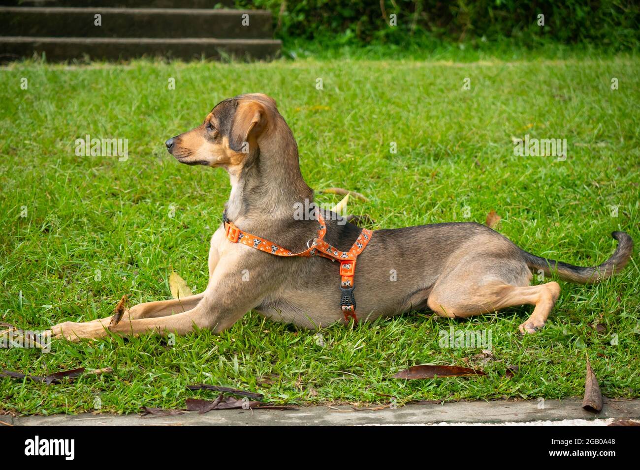 Medium Brown Mongrel Dog is Chewing on a Thin Log Sitting on the Grass